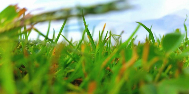 Potpuni uspjeh akcije prodaje dijela travnjaka!