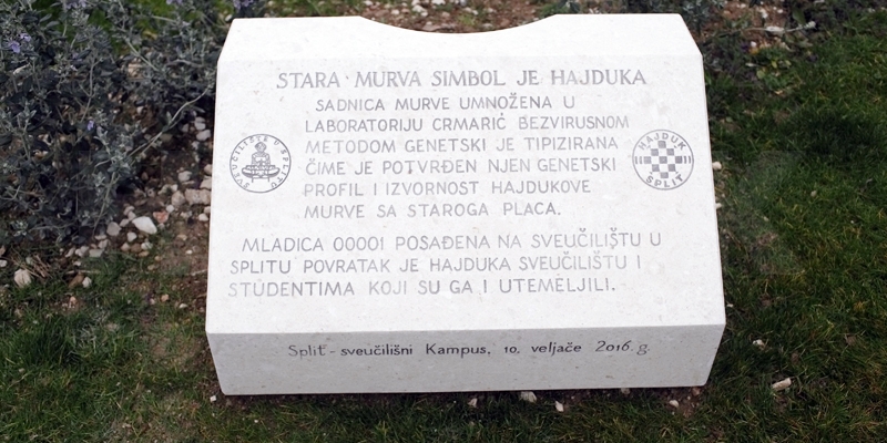 Predstavljena Hajdukova murva, jedinstveni projekt u svijetu